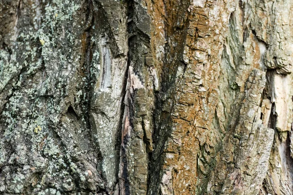 Vista de cerca de la corteza de árbol áspero, concepto de ecología - foto de stock