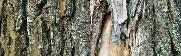Close up view of old tree bark, ecology concept, banner — Stock Photo