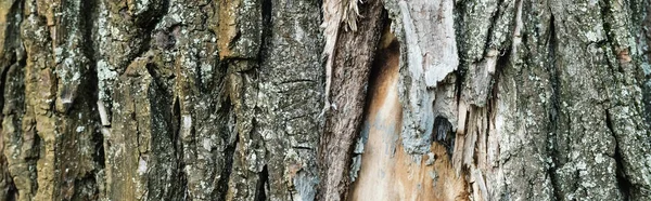 Vue rapprochée de l'écorce de vieil arbre, concept écologique, bannière — Photo de stock