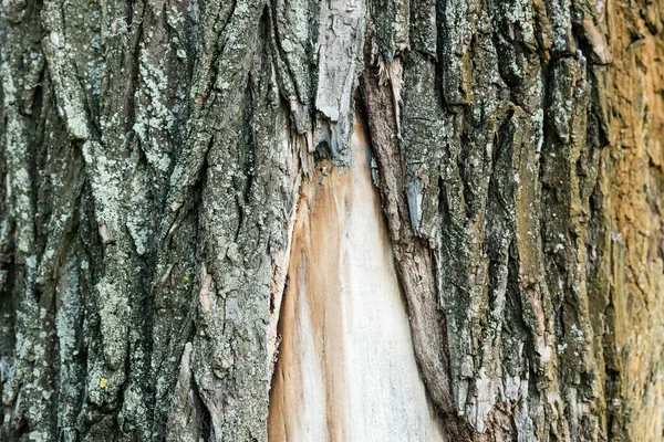 Vista de cerca de la corteza áspera del árbol viejo, concepto de ecología - foto de stock