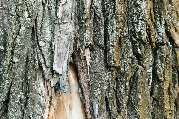 Vista de perto da casca áspera da árvore de envelhecimento, conceito de ecologia — Fotografia de Stock