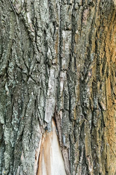 Vista de perto da casca texturizada de árvore de envelhecimento, conceito de ecologia — Fotografia de Stock