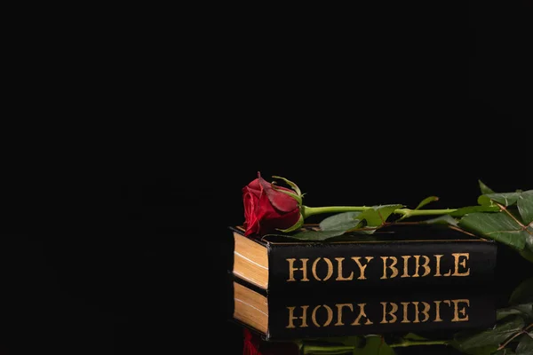 Rote Rose auf heiliger Bibel auf schwarzem Hintergrund, Bestattungskonzept — Stockfoto