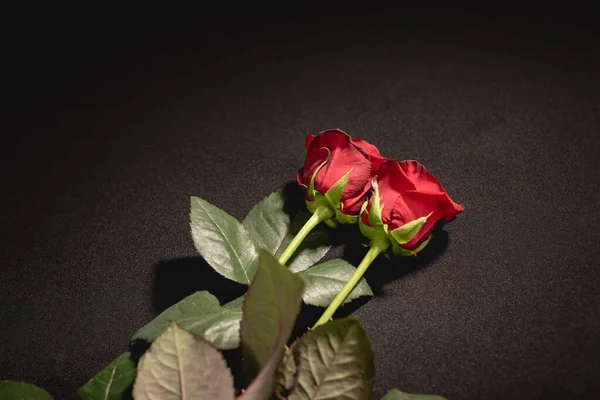 Duas rosas vermelhas no fundo preto, conceito funeral — Fotografia de Stock