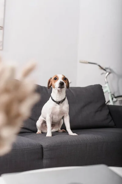 Jack russell terrier no sofá cinza na sala de estar moderna com primeiro plano borrado — Fotografia de Stock