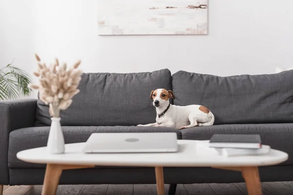 Jack Russell terrier on grey couch near coffee table with laptop in modern living room — стоковое фото