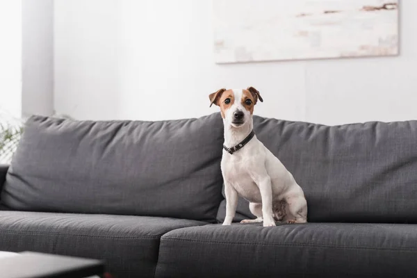 Jack russell terrier sentado no sofá cinza na sala de estar moderna — Fotografia de Stock