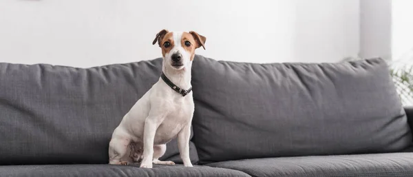 Jack Russell terrier on grey couch in modern living room, banner — стоковое фото