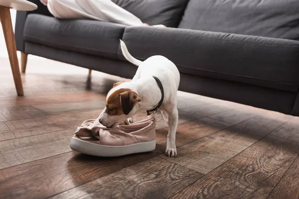 Jack russell terrier oliendo zapatos en el suelo - foto de stock