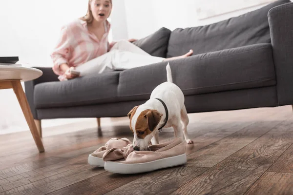 Jack russell terrier mordendo sapatos no chão perto de mulher chocada no fundo borrado — Fotografia de Stock