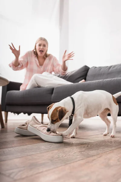 Jack russell terrier biting shoes on floor near shocked woman screaming on blurred background — Stock Photo