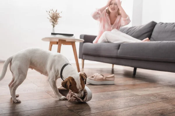 Jack russell terrier mordere scarpe sul pavimento vicino donna frustrato su sfondo sfocato — Foto stock