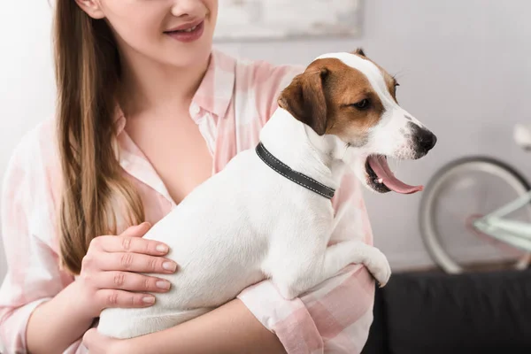 Cropped view of happy woman holding in arms jack russell terrier in living room — Stock Photo