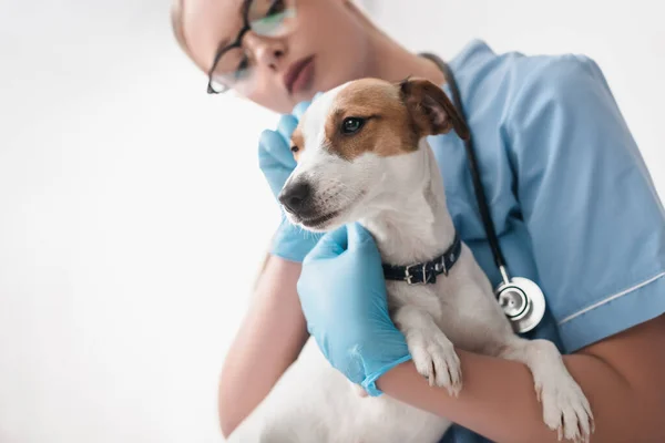 Visão de baixo ângulo do jovem veterinário em óculos e luvas de látex examinando cão — Fotografia de Stock