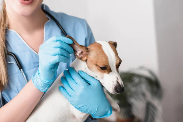 Vista recortada de veterinario joven en guantes de látex examinar perro - foto de stock