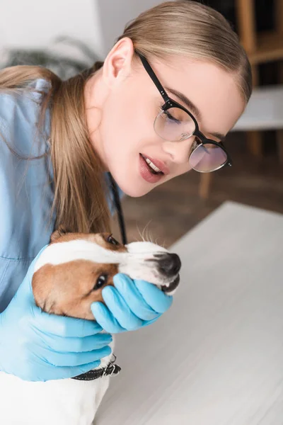 Veterinário fêmea em luvas de látex e óculos examinando cão na clínica — Fotografia de Stock