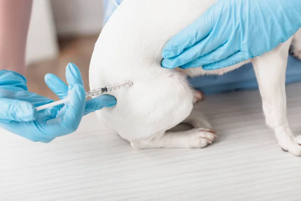 Teilansicht des Tierarztes in blauen Latex-Handschuhen, der Jack Russell Terrier mit Impfstoff injiziert — Stockfoto