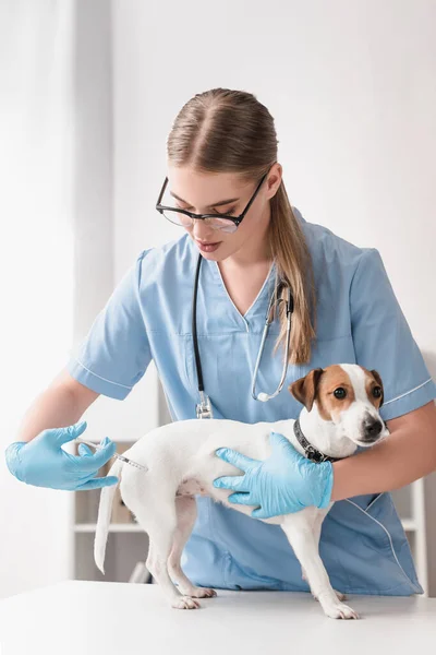 Молодий ветеринар в синіх латексних рукавичках впорскує джек-російський тер'єр з вакциною — стокове фото