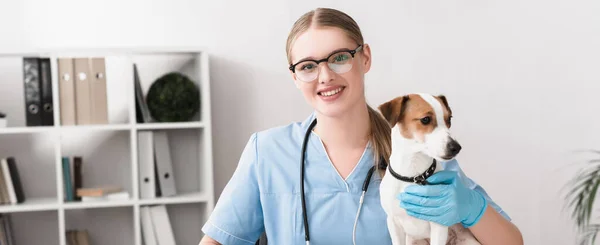Heureux vétérinaire en gants de latex bleu regardant la caméra près de Jack Russell Terrier, bannière — Photo de stock
