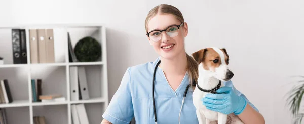 Veterinario feliz en guantes de látex azul mirando a la cámara cerca de Jack Russell Terrier, pancarta - foto de stock