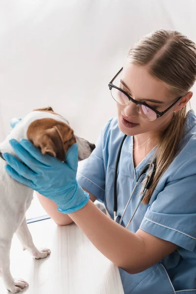 Veterinarian in glasses looking at jack russell terrier on desk — Stock Photo