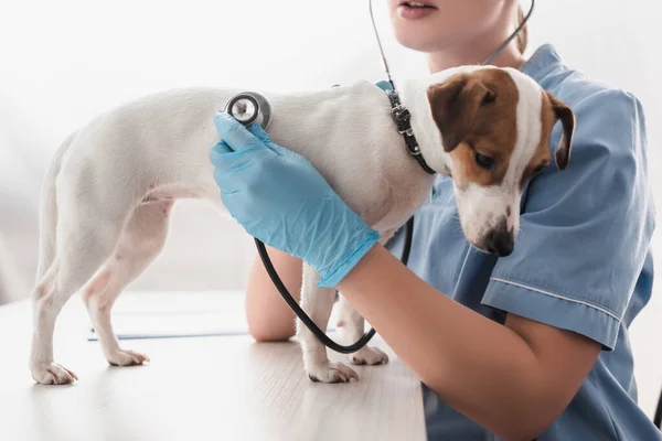 Vista recortada de veterinario en guantes de látex celebración estetoscopio mientras se examina jack russell terrier en la mesa - foto de stock