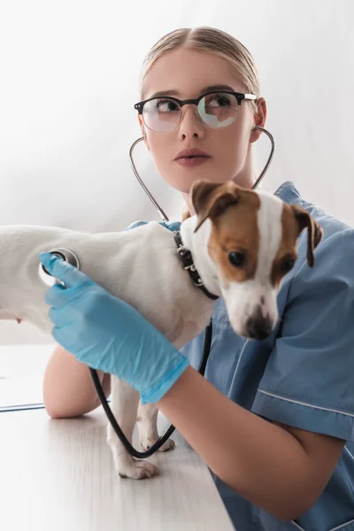 Veterinario en gafas y guantes de látex azul celebración estetoscopio mientras se examina jack russell terrier - foto de stock