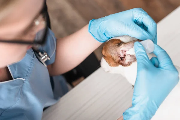 Vétérinaire flou dans des gants de latex gouttes d'oreille goutte à goutte Jack Russell terrier — Photo de stock