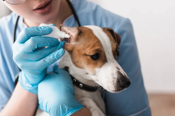 Visão cortada do veterinário em luvas de látex gotas gotejamento orelha para jack russell terrier — Fotografia de Stock