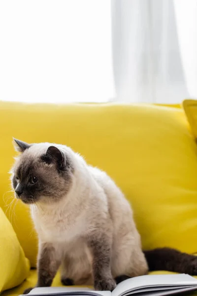 Cat looking away on yellow sofa near open notebook — Stock Photo