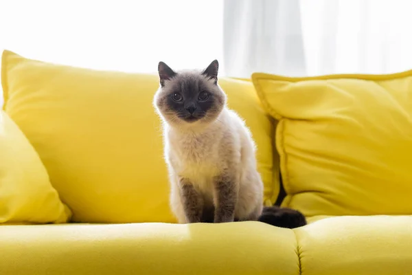 Katze schaut in Kamera, während sie zu Hause auf gelbem Sofa sitzt — Stockfoto