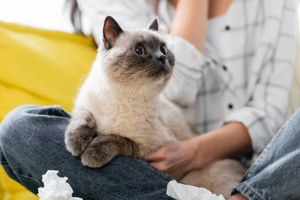 Foco seletivo do gato perto de guardanapos de papel amassados e mulher alérgica no fundo borrado, vista cortada — Fotografia de Stock