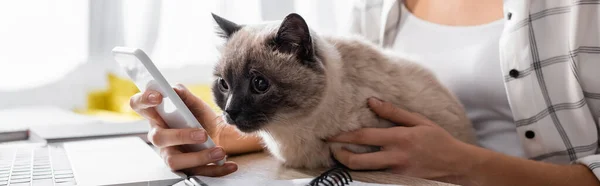 Vista recortada de freelancer charlando en el teléfono inteligente mientras sostiene gato, bandera - foto de stock