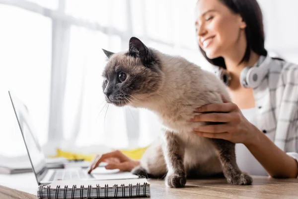 Foyer sélectif du chat près de l'ordinateur portable et pigiste sur fond flou — Photo de stock