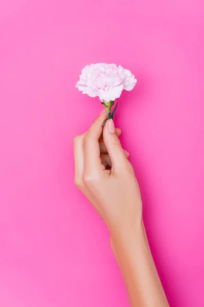 Vista superior de la mano femenina con clavos cubiertos con esmalte brillante y flor de clavel sobre fondo rosa - foto de stock