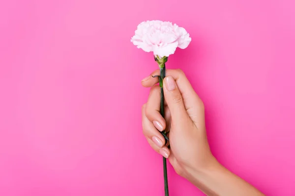 Partial view of woman with glossy manicure holding carnation flower on pink background — Stock Photo