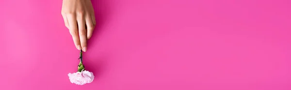 Vista dall'alto della mano femminile e del fiore di garofano su sfondo rosa con spazio di copia, banner — Foto stock