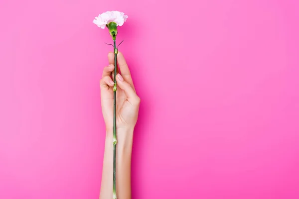Vue partielle de la femme avec des ongles pastel tenant fleur d'oeillet sur fond rose — Photo de stock