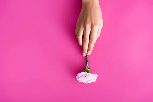 Vista dall'alto della mano femminile con unghie pastello vicino al fiore di garofano su sfondo rosa — Foto stock