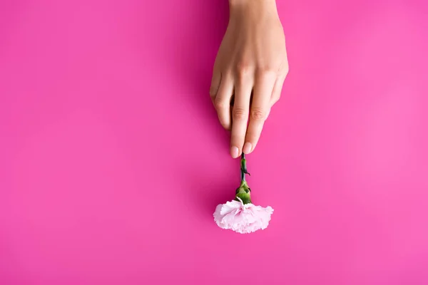 Top view of female hand with pastel nails near carnation flower on pink background — Stock Photo