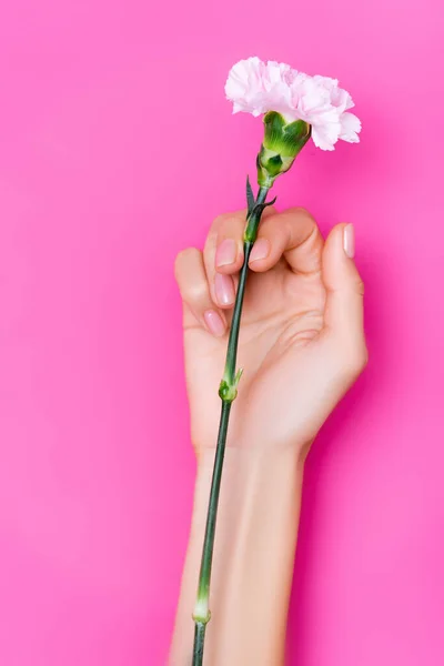 Vista superior da mão feminina com esmalte brilhante nas unhas perto de flor de cravo no fundo rosa — Fotografia de Stock