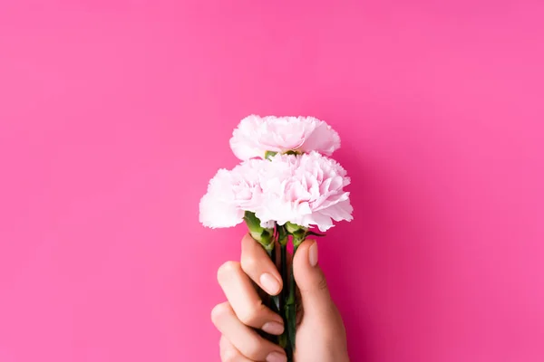 Vista parcial de mujer con manicura pastel sosteniendo flores de clavel sobre fondo rosa - foto de stock