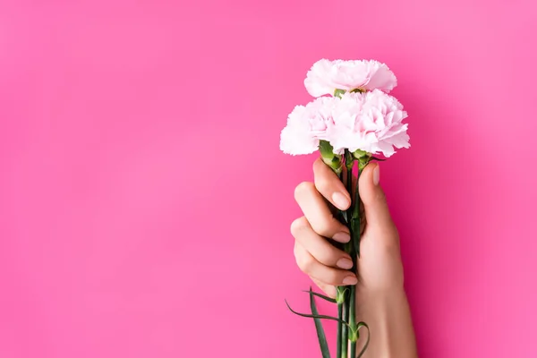 Partial view of woman with glossy pastel manicure holding carnation flowers on pink background — Stock Photo