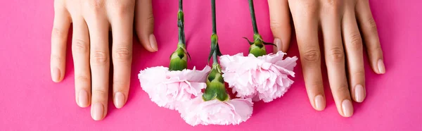 Top view of carnation flowers and female hands with pastel manicure on pink background, banner — Stock Photo