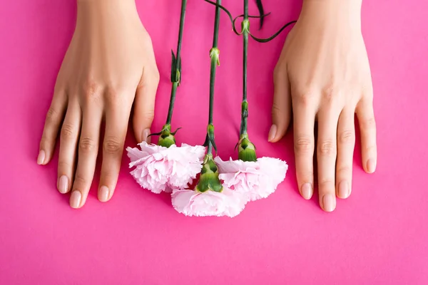 Vista superior de flores de clavel cerca de manos femeninas con manicura brillante sobre fondo rosa - foto de stock