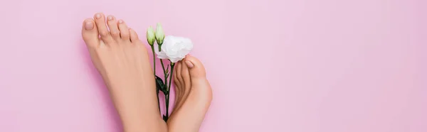 Vista superior de los pies femeninos arreglados cerca de la flor de eustoma blanco sobre fondo rosa, pancarta - foto de stock