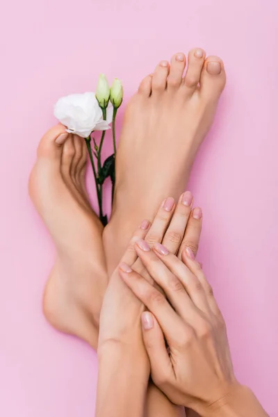 Vista superior de pés femininos e mãos com esmalte pastel em unhas perto de flor eustoma branco no fundo rosa — Fotografia de Stock