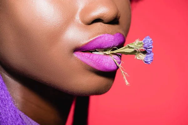 Abgeschnittene Ansicht Von Afrikanisch Amerikanischen Junge Frau Mit Blume Mund — Stockfoto