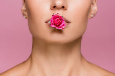 Ağızda gül çiçeği olan güzel bir kadın pembe üzerine izole edilmiş.