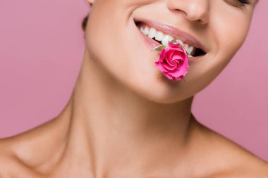 Gülümseyen güzel bir kadın. Ağızda gül çiçeği var. Pembe üzerinde izole edilmiş.